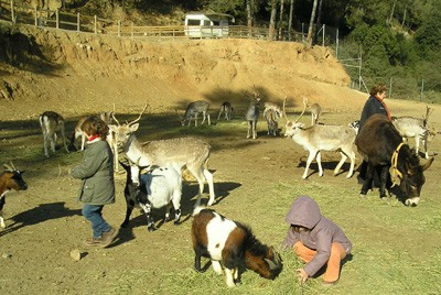 ZOO Cal Castillo